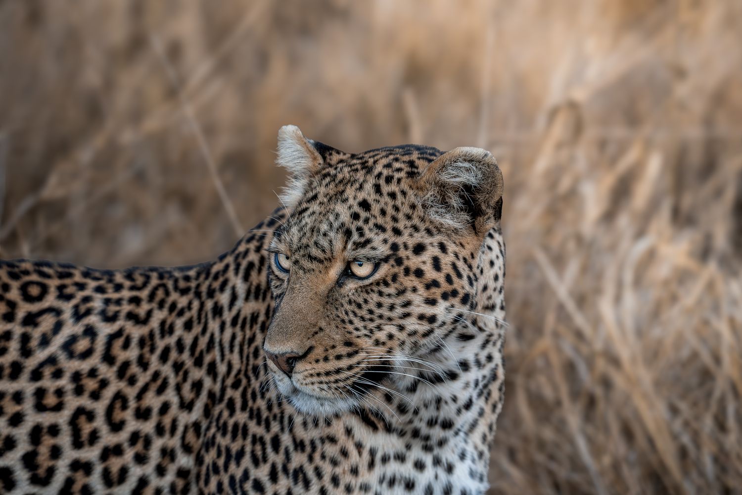 A leopard looking out from the long grass
