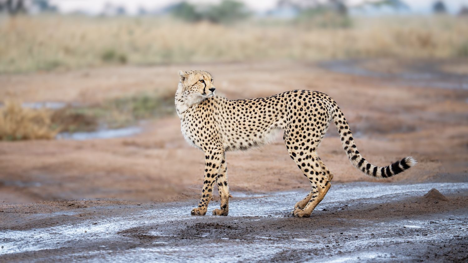A cheetah standing on a wet track, watching the plains