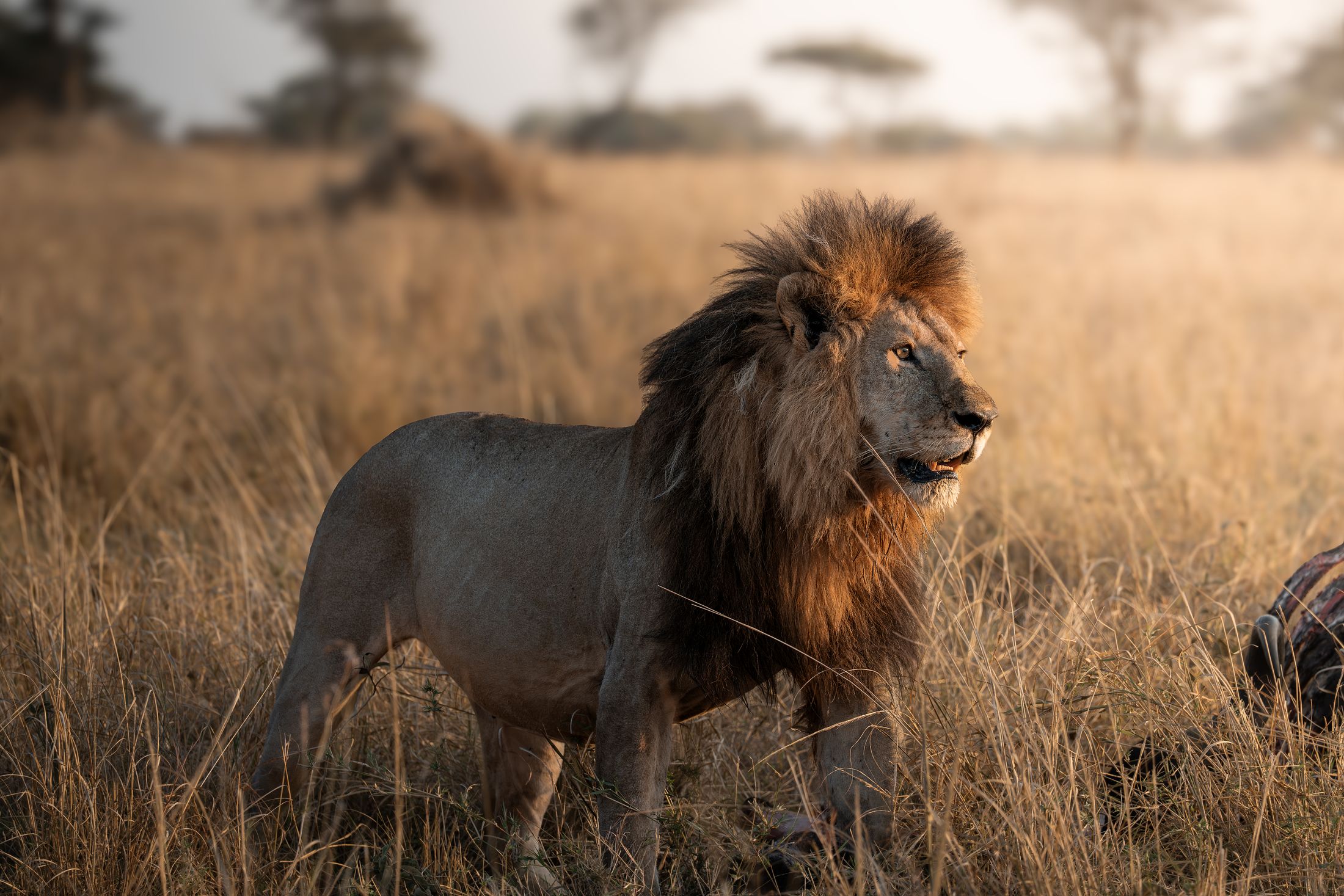 A black-maned lion standing in golden grass at first light