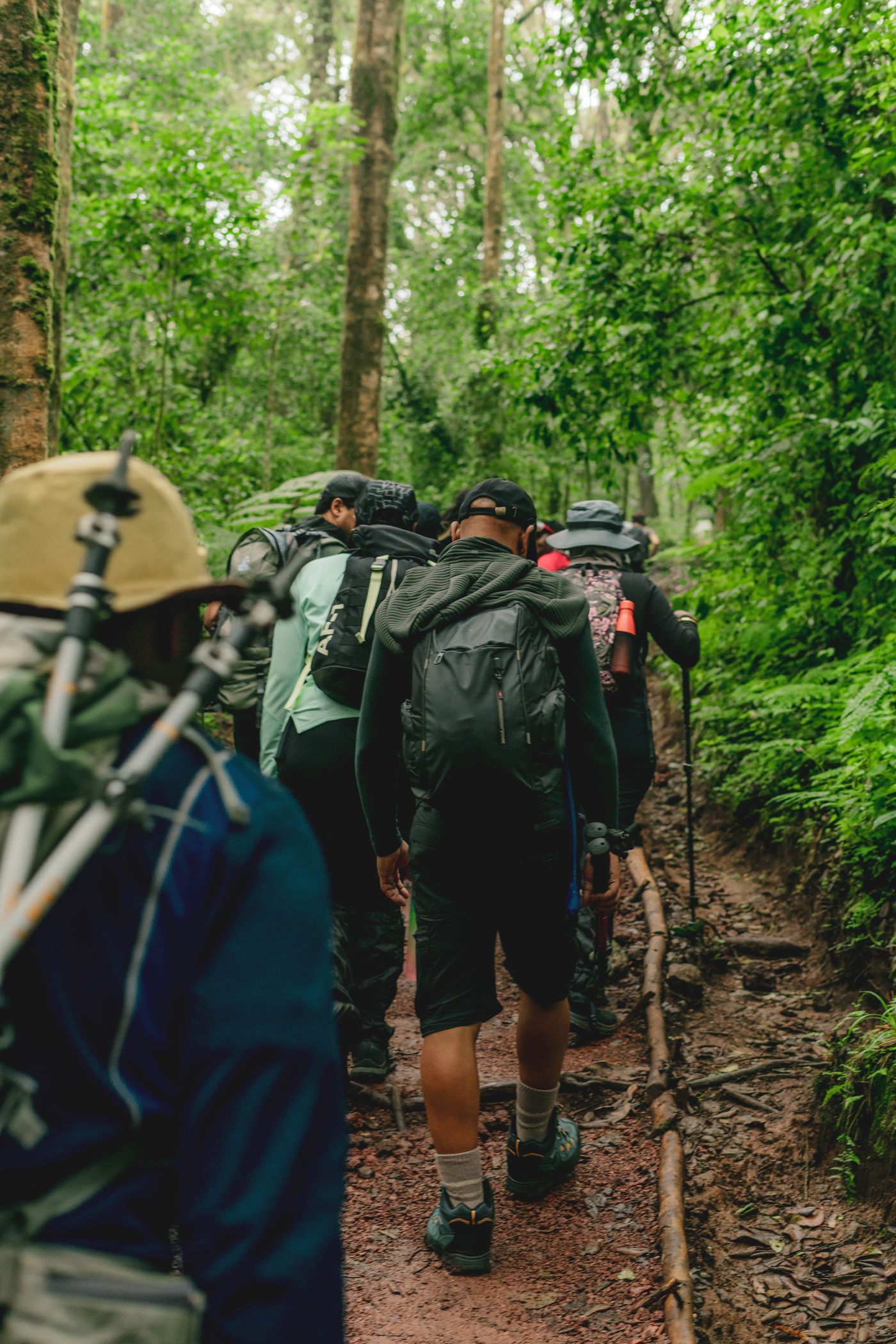Climbers walking through the rainforest on Kilimanjaro