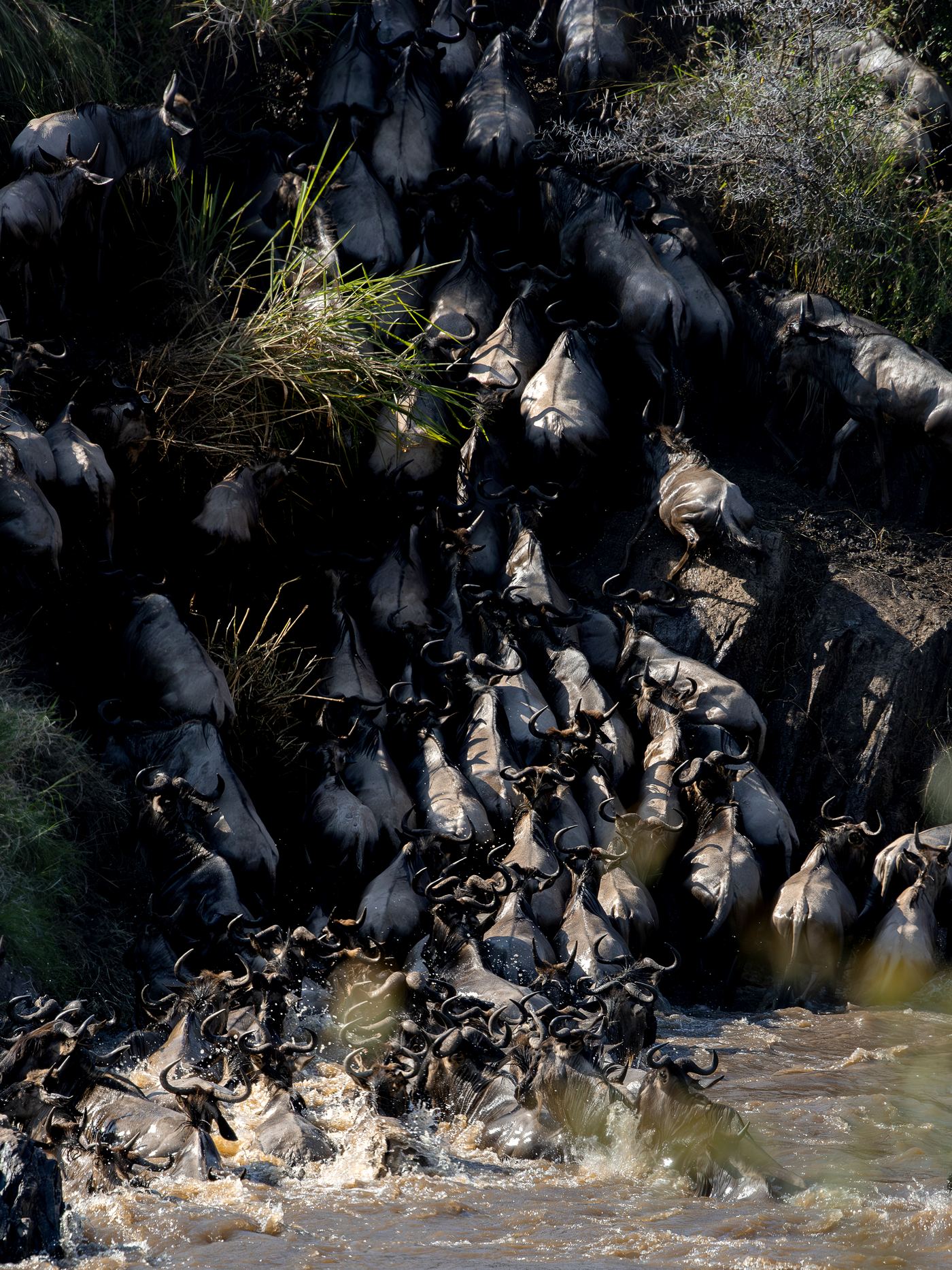 Wildebeest pouring down a riverbank during a crossing