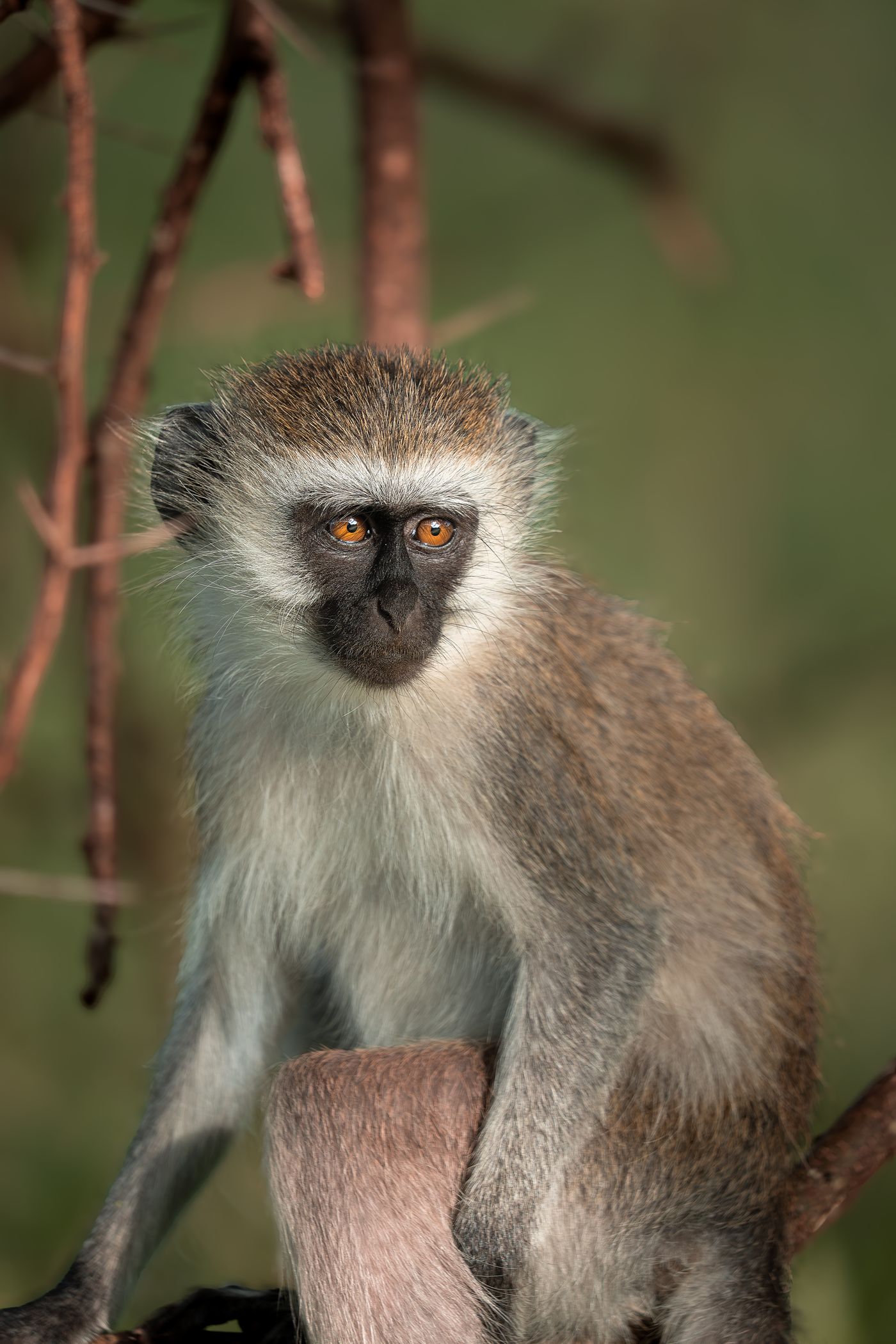 A vervet monkey watching from a branch