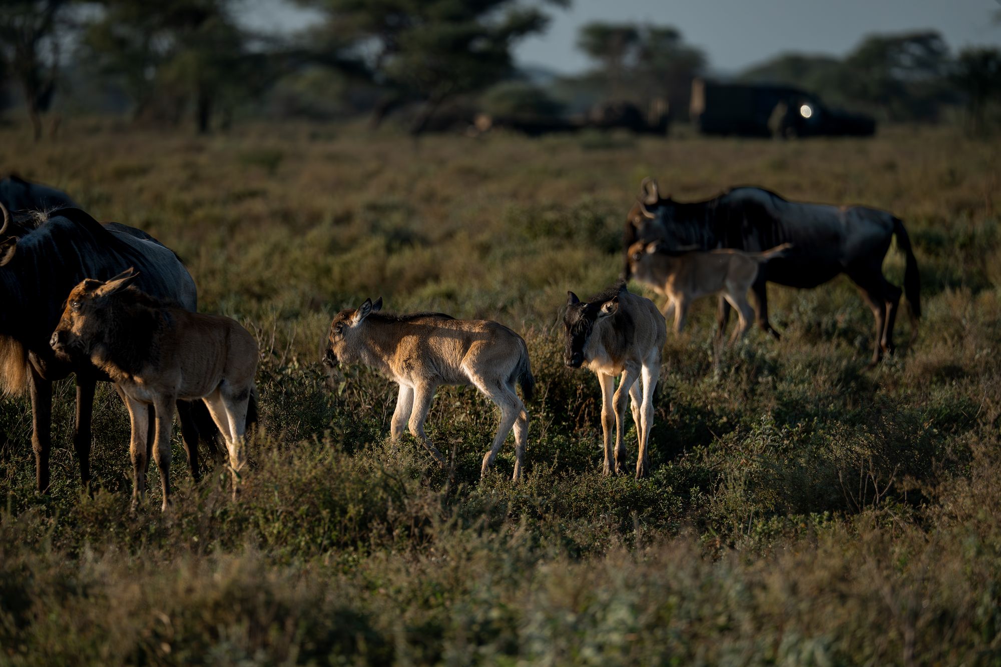 Wildebeest and impala grazing together on the floodplain