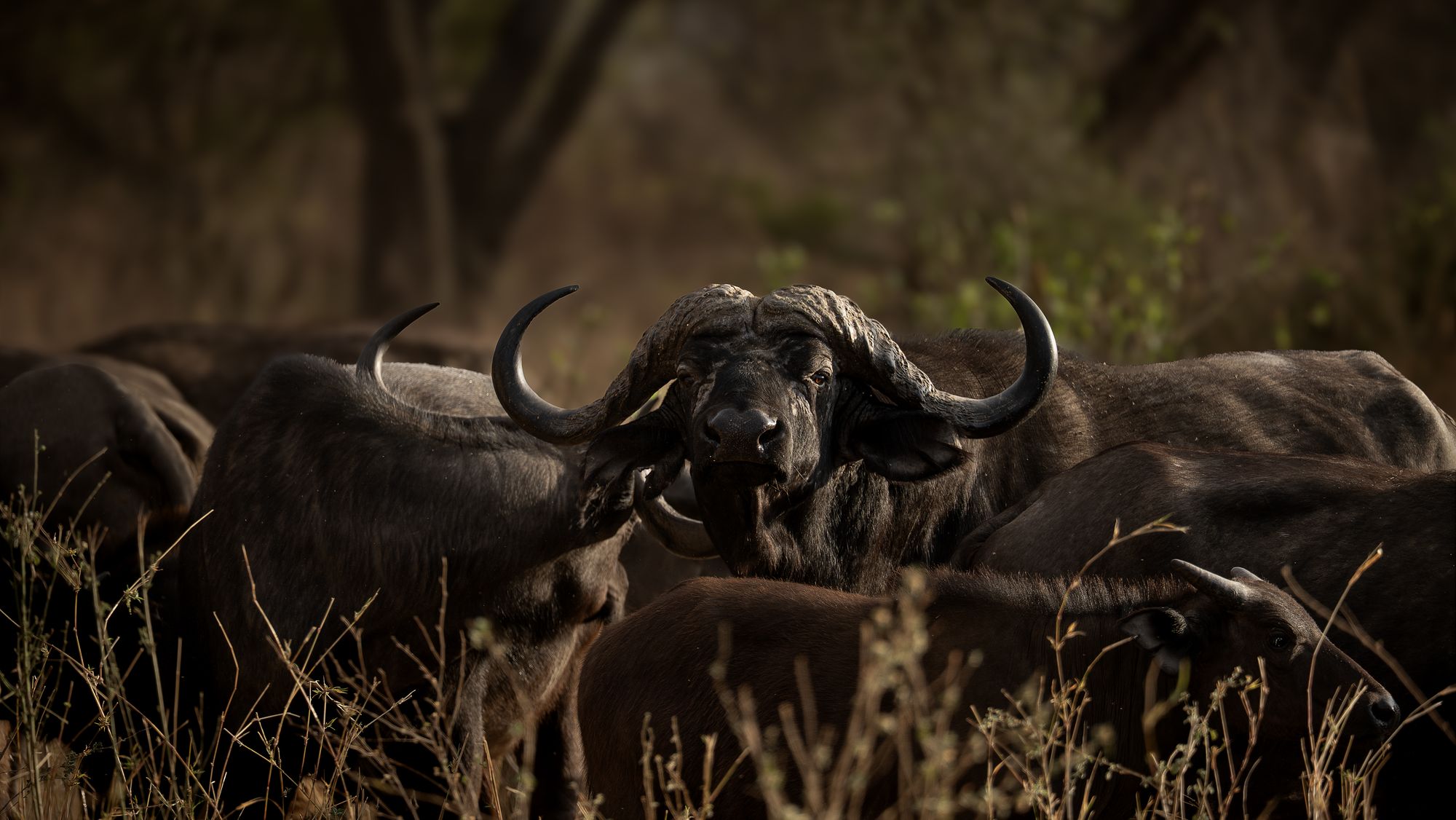 Cape buffalo at the edge of the woodland