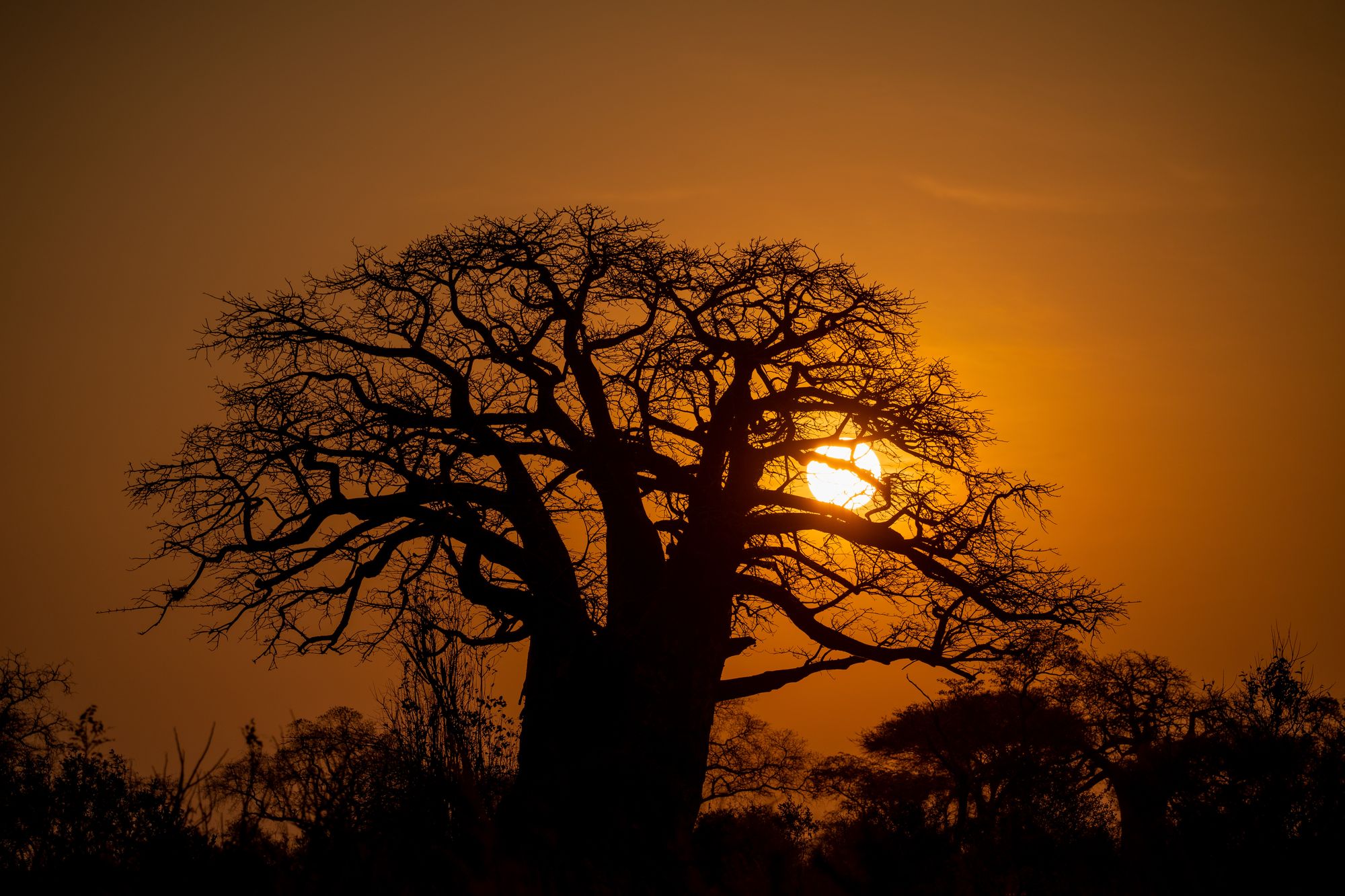 A baobab silhouetted against the setting sun