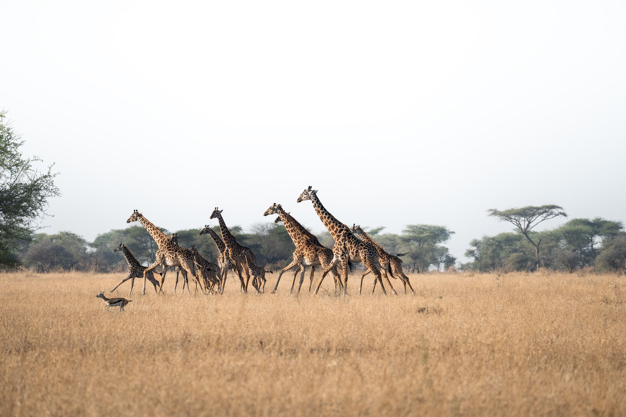 A tower of giraffes crossing the open Serengeti plains