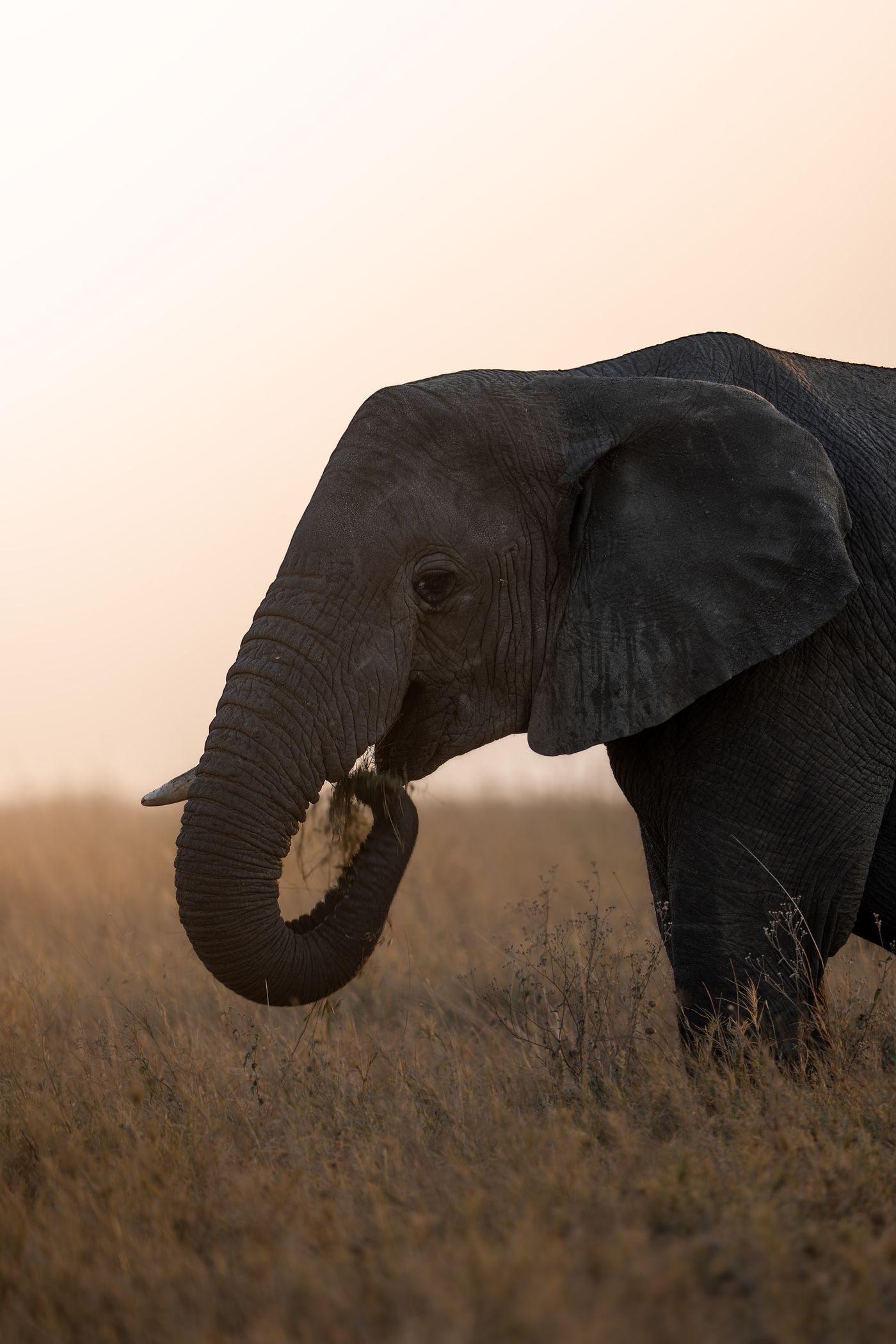 An elephant in tall grass at dusk