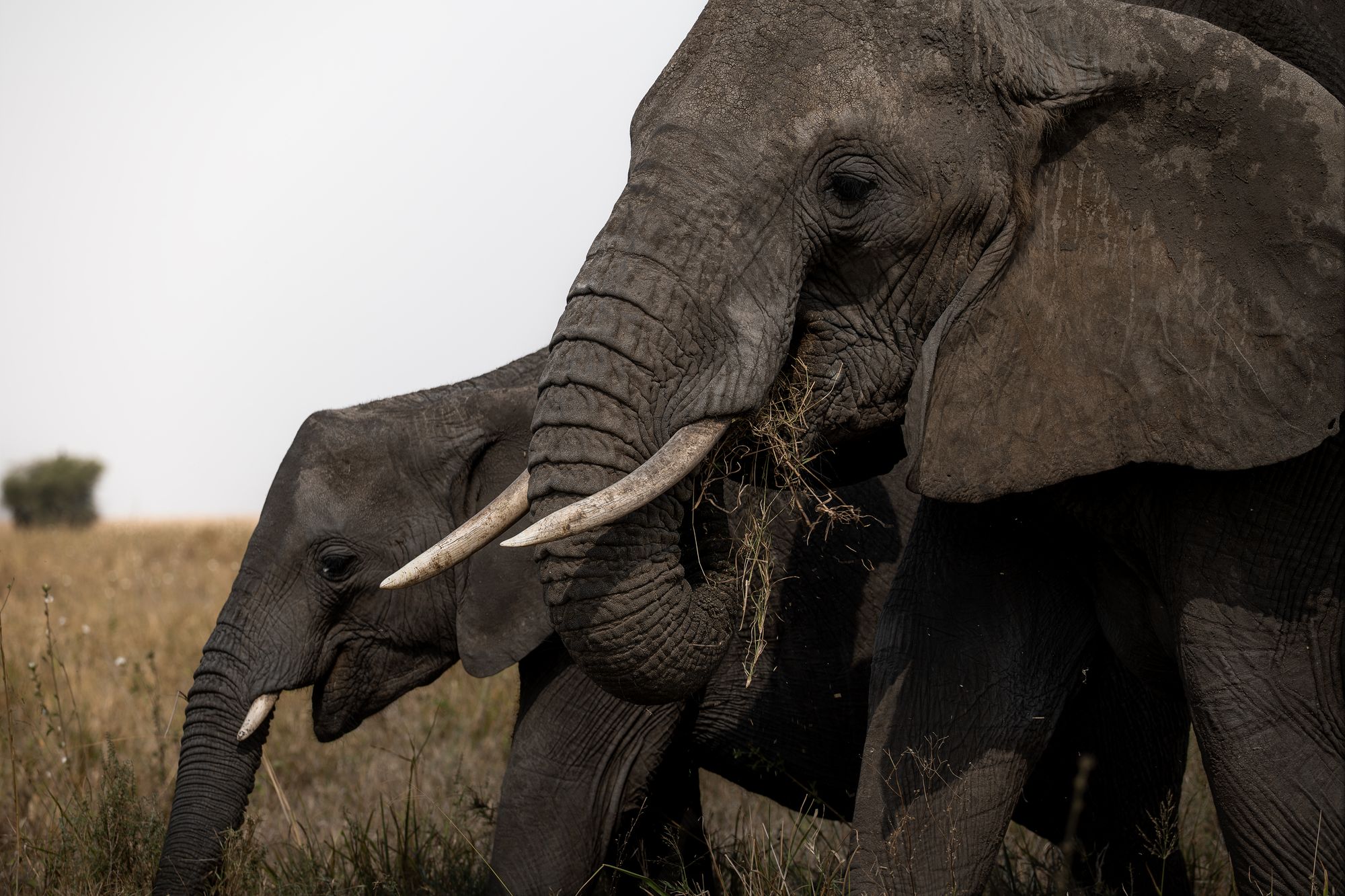 An elephant feeding beside her young
