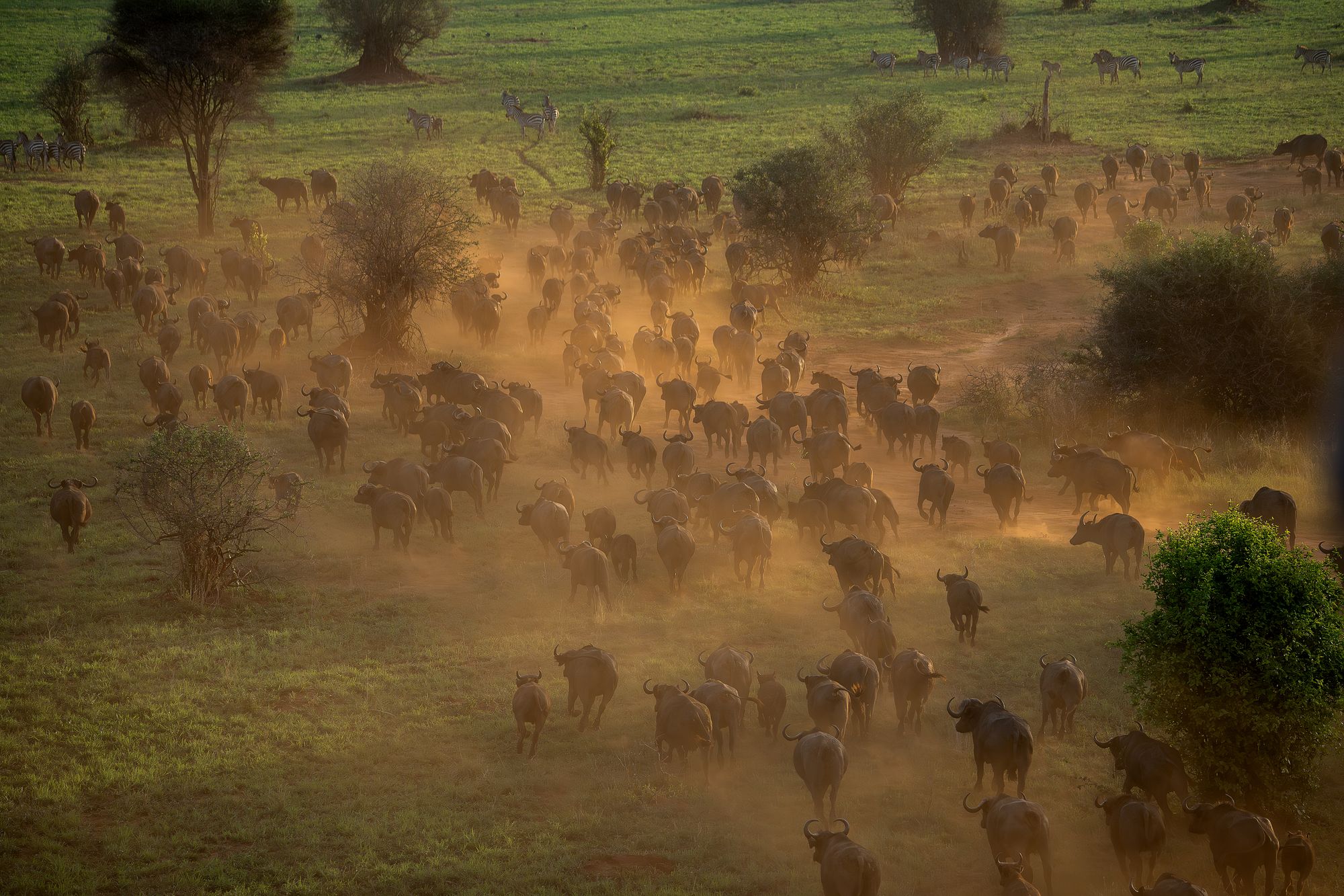 Great herds moving through the dust in golden light