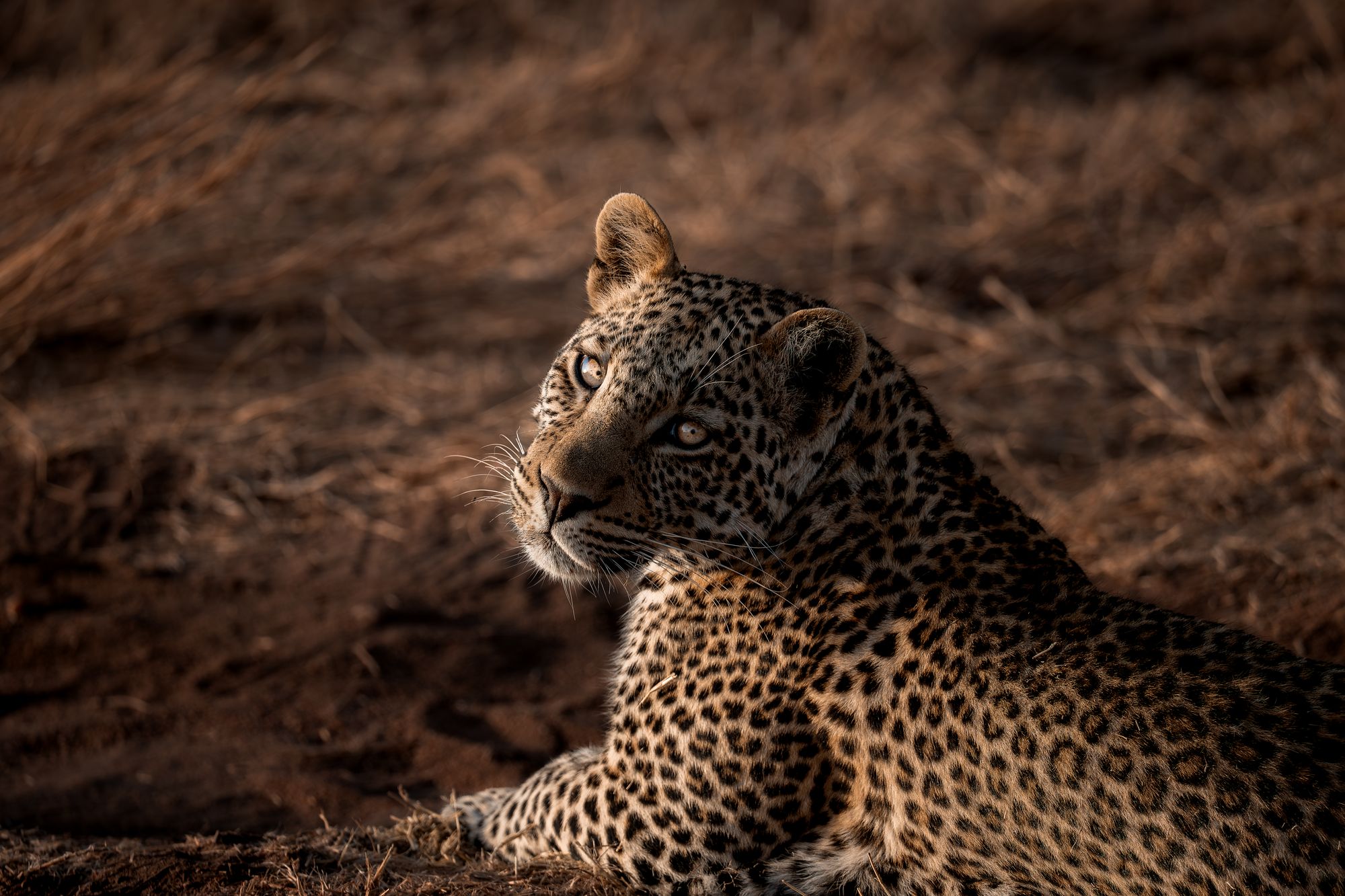 A leopard resting on red earth in the evening light
