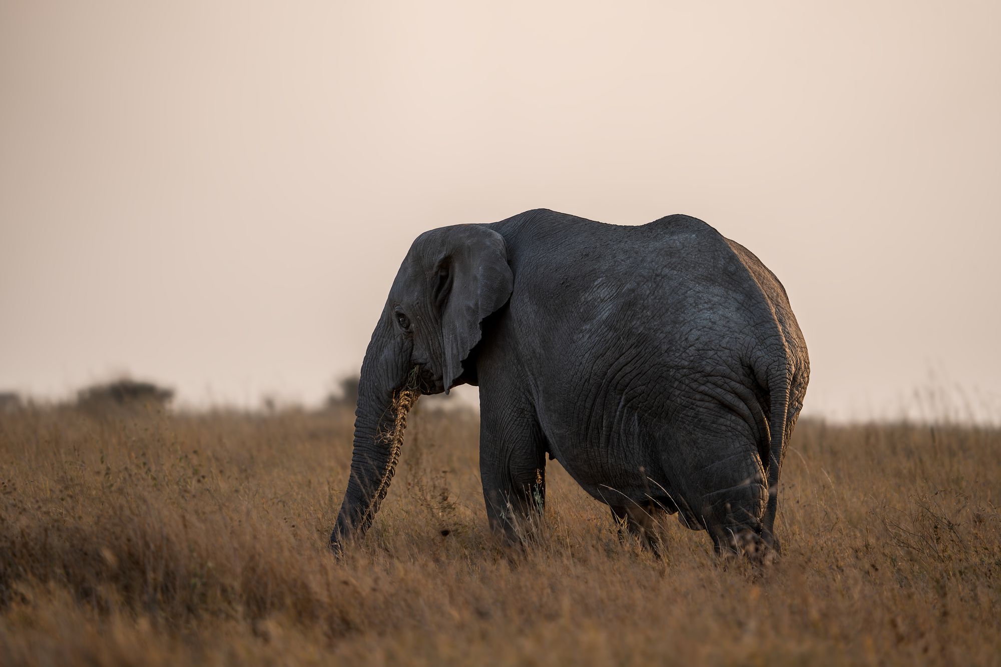 An elephant crossing the open plains at dusk