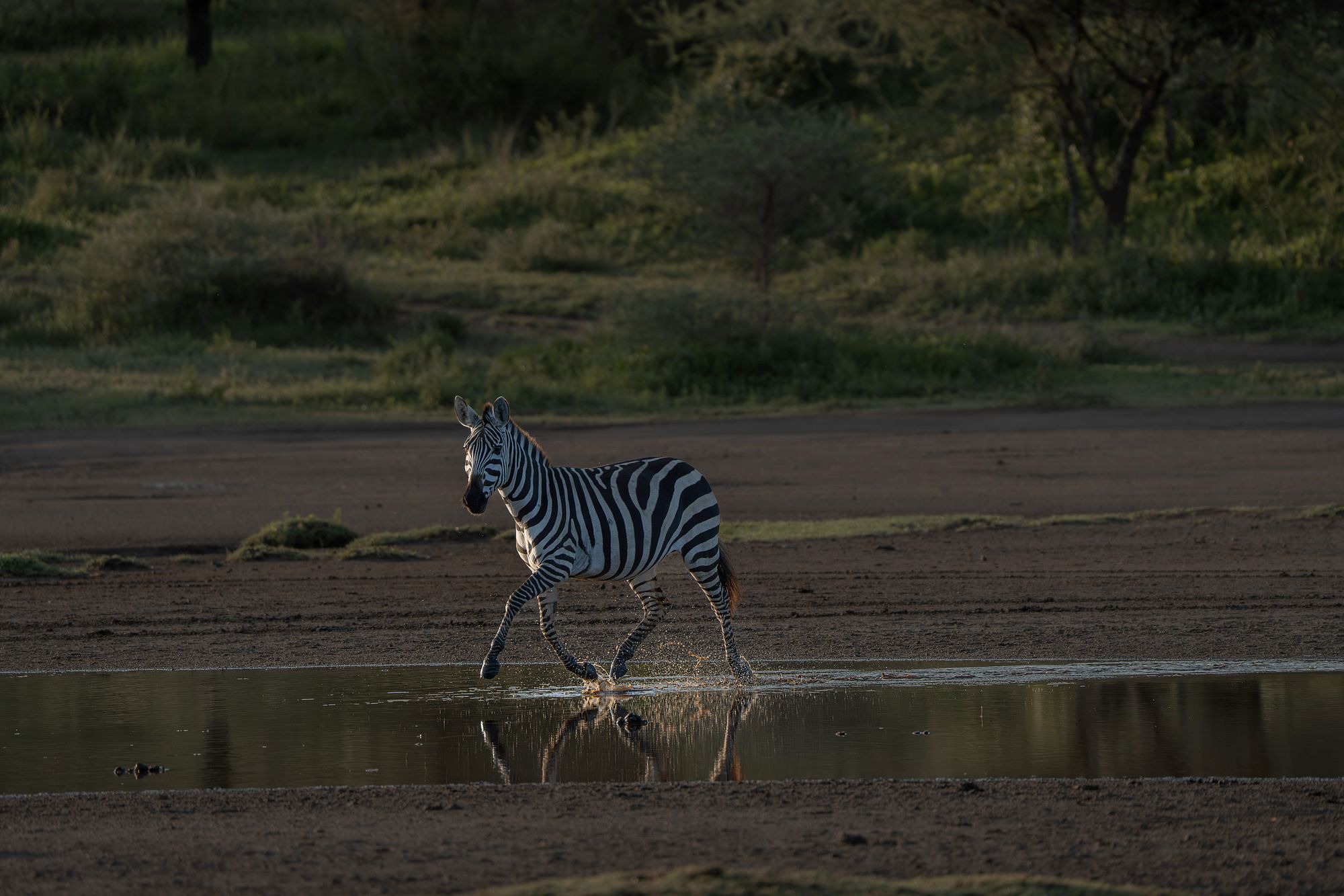 A zebra splashing across a shallow river